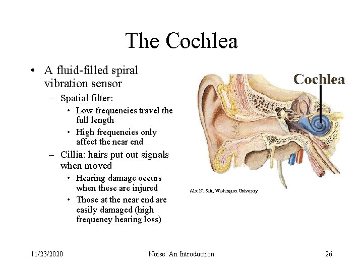 The Cochlea • A fluid-filled spiral vibration sensor – Spatial filter: • Low frequencies