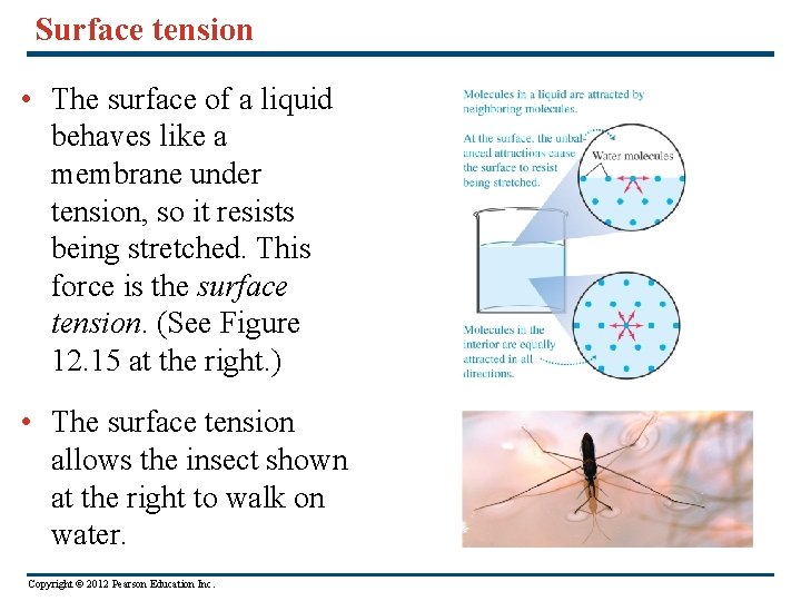 Surface tension • The surface of a liquid behaves like a membrane under tension,