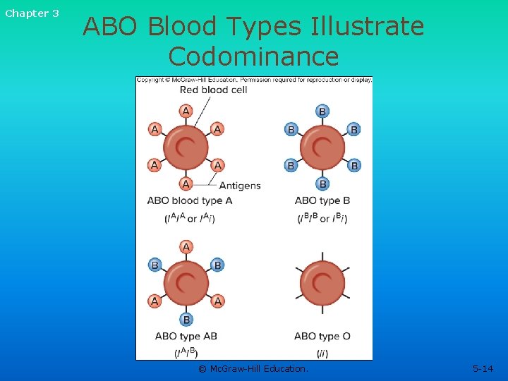 Chapter 3 ABO Blood Types Illustrate Codominance © Mc. Graw-Hill Education. 5 -14 Chapter 3 ABO Blood Types Illustrate Codominance © Mc. Graw-Hill Education. 5 -14