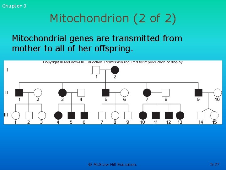 Chapter 3 Mitochondrion (2 of 2) Mitochondrial genes are transmitted from mother to all Chapter 3 Mitochondrion (2 of 2) Mitochondrial genes are transmitted from mother to all