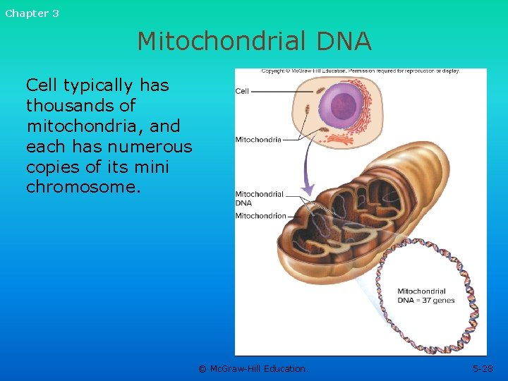 Chapter 3 Mitochondrial DNA Cell typically has thousands of mitochondria, and each has numerous Chapter 3 Mitochondrial DNA Cell typically has thousands of mitochondria, and each has numerous