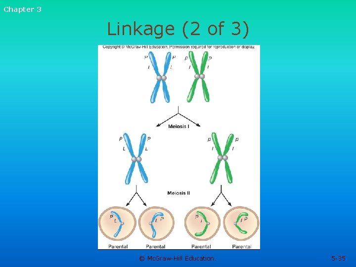 Chapter 3 Linkage (2 of 3) © Mc. Graw-Hill Education. 5 -35 Chapter 3 Linkage (2 of 3) © Mc. Graw-Hill Education. 5 -35