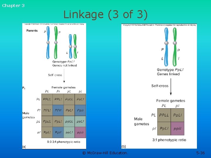Chapter 3 Linkage (3 of 3) © Mc. Graw-Hill Education. 5 -36 Chapter 3 Linkage (3 of 3) © Mc. Graw-Hill Education. 5 -36