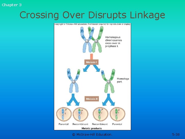 Chapter 3 Crossing Over Disrupts Linkage © Mc. Graw-Hill Education. 5 -38 Chapter 3 Crossing Over Disrupts Linkage © Mc. Graw-Hill Education. 5 -38
