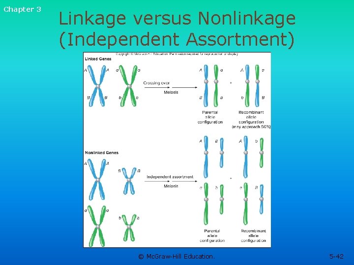 Chapter 3 Linkage versus Nonlinkage (Independent Assortment) © Mc. Graw-Hill Education. 5 -42 Chapter 3 Linkage versus Nonlinkage (Independent Assortment) © Mc. Graw-Hill Education. 5 -42