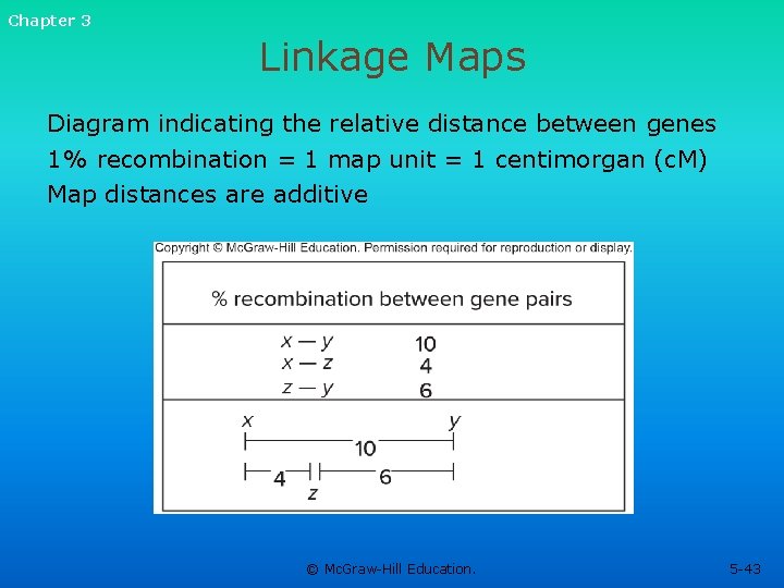 Chapter 3 Linkage Maps Diagram indicating the relative distance between genes 1% recombination = Chapter 3 Linkage Maps Diagram indicating the relative distance between genes 1% recombination =