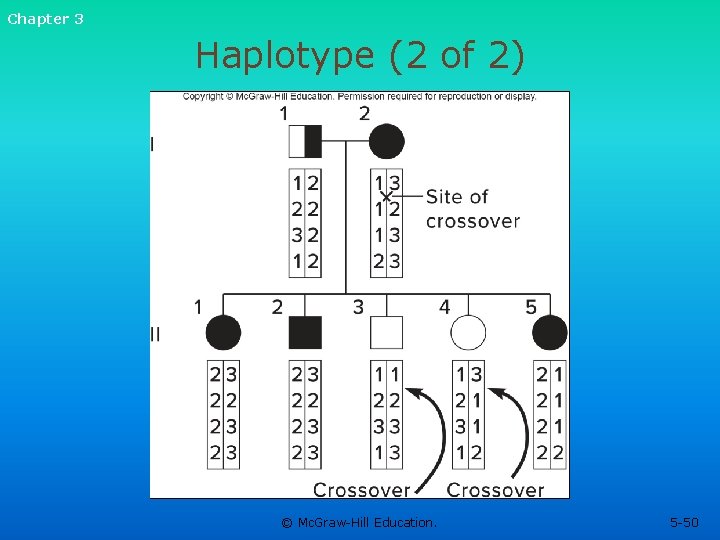 Chapter 3 Haplotype (2 of 2) © Mc. Graw-Hill Education. 5 -50 Chapter 3 Haplotype (2 of 2) © Mc. Graw-Hill Education. 5 -50