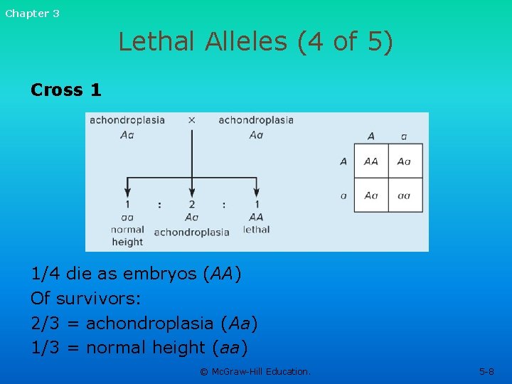 Chapter 3 Lethal Alleles (4 of 5) Cross 1 1/4 die as embryos (AA) Chapter 3 Lethal Alleles (4 of 5) Cross 1 1/4 die as embryos (AA)