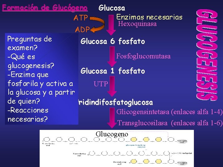 Formación de Glucógeno ATP ADP Glucosa Enzimas necesarias Hexoquinasa Preguntas de Glucosa 6 fosfato