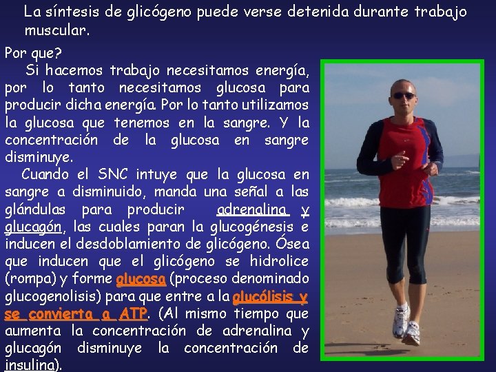 La síntesis de glicógeno puede verse detenida durante trabajo muscular. Por que? Si hacemos