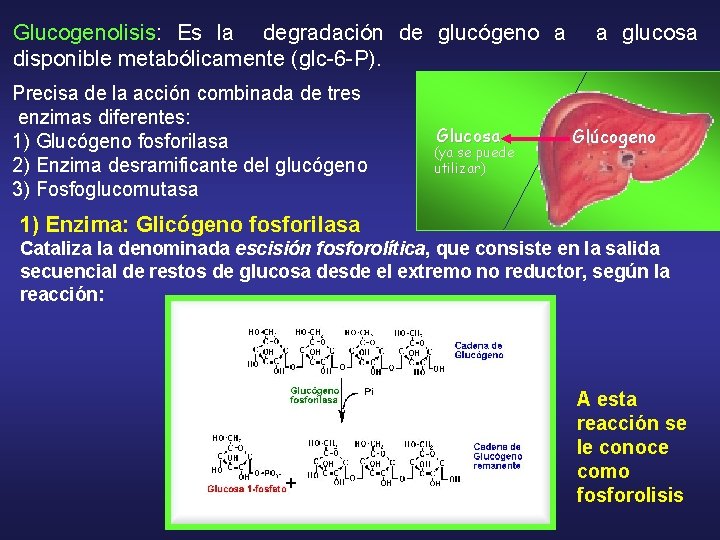 Glucogenolisis: Es la degradación de glucógeno a a glucosa disponible metabólicamente (glc-6 -P). Precisa