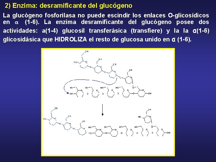 2) Enzima: desramificante del glucógeno La glucógeno fosforilasa no puede escindir los enlaces O-glicosídicos