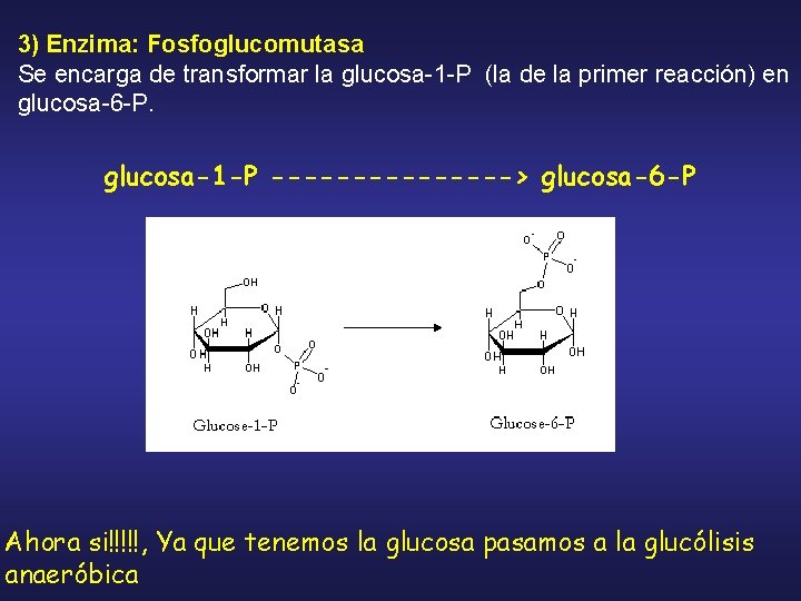 3) Enzima: Fosfoglucomutasa Se encarga de transformar la glucosa-1 -P (la de la primer