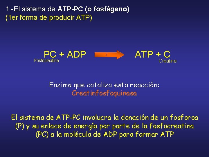 1. -El sistema de ATP-PC (o fosfágeno) (1 er forma de producir ATP) PC