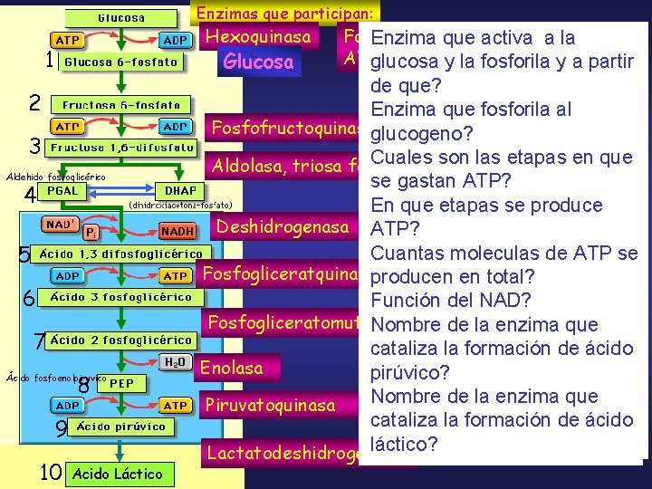 Enzimas que participan: Hexoquinasa 1 Glucosa 2 3 Aldehido fosfoglicérico 4 5 6 7