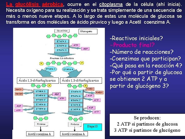 La glucólisis aérobica, aérobica ocurre en el citoplasma de la célula (ahí inicia). Necesita