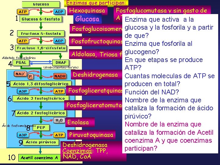 Enzimas que participan: Hexoquinasa 1 Glucosa glucosa y la fosforila y a partir Fosfoglucoisomerasa