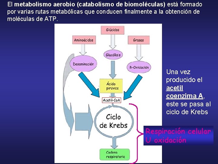 El metabolismo aerobio (catabolismo de biomoléculas) está formado por varias rutas metabólicas que conducen