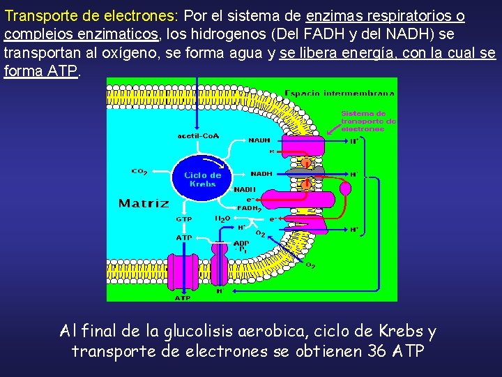 Transporte de electrones: Por el sistema de enzimas respiratorios o complejos enzimaticos, los hidrogenos