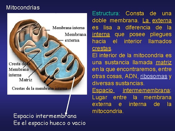 Mitocondrías Estructura: Consta de una doble membrana. La externa Membrana interna es lisa a