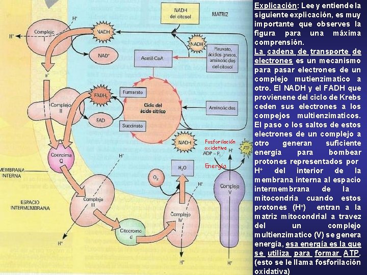 Fosforilación oxidativa Energía Explicación: Lee y entiende la siguiente explicación, es muy importante que