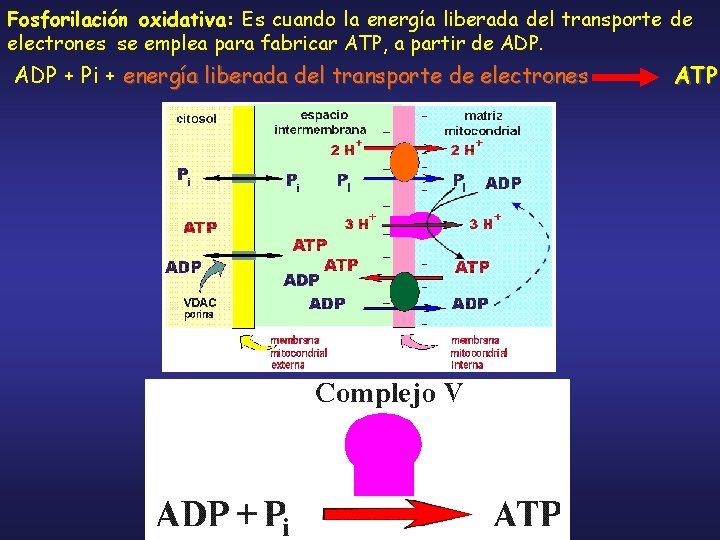 Fosforilación oxidativa: Es cuando la energía liberada del transporte de electrones se emplea para