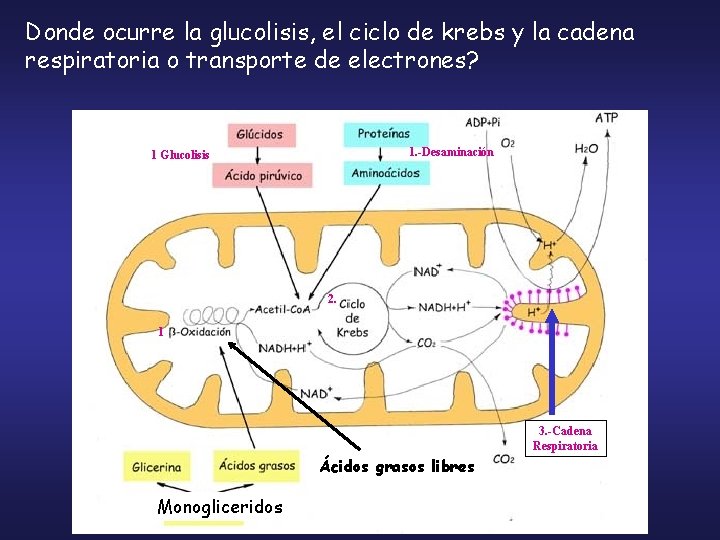 Donde ocurre la glucolisis, el ciclo de krebs y la cadena respiratoria o transporte