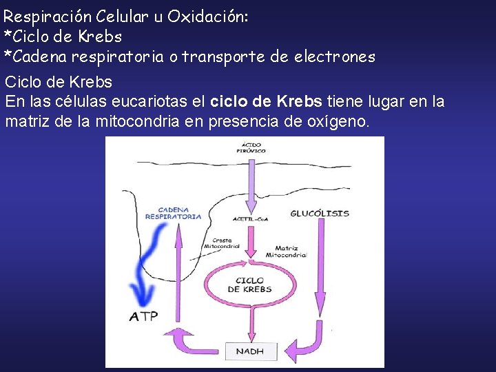 Respiración Celular u Oxidación: *Ciclo de Krebs *Cadena respiratoria o transporte de electrones Ciclo