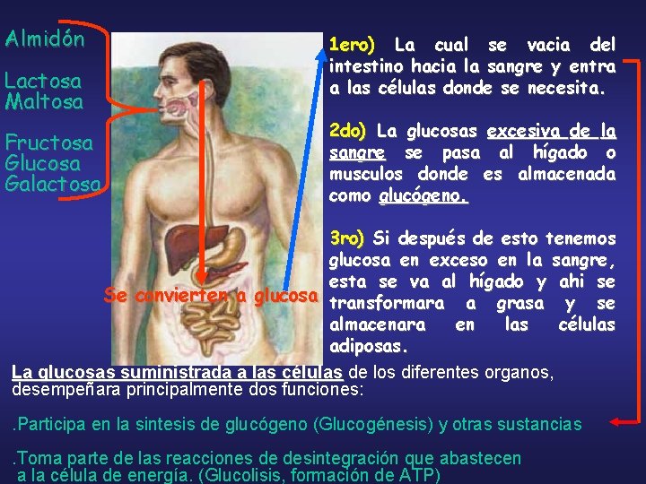 Almidón Lactosa Maltosa Fructosa Glucosa Galactosa 1 ero) La cual se vacia del intestino