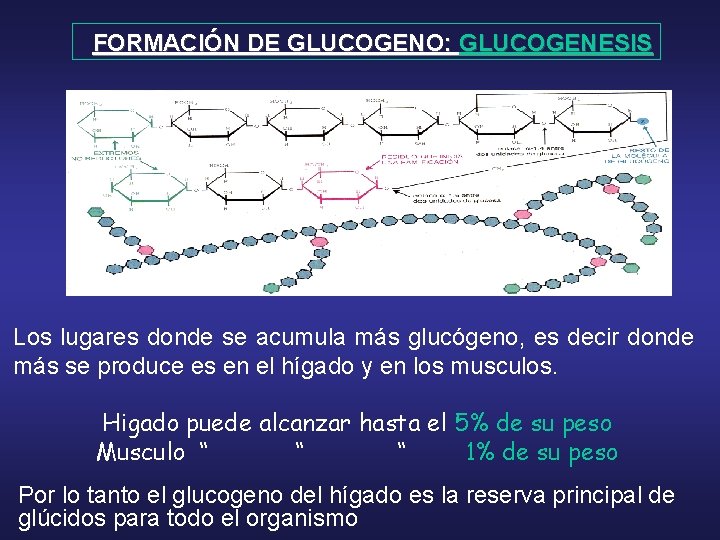  FORMACIÓN DE GLUCOGENO: GLUCOGENESIS Los lugares donde se acumula más glucógeno, es decir