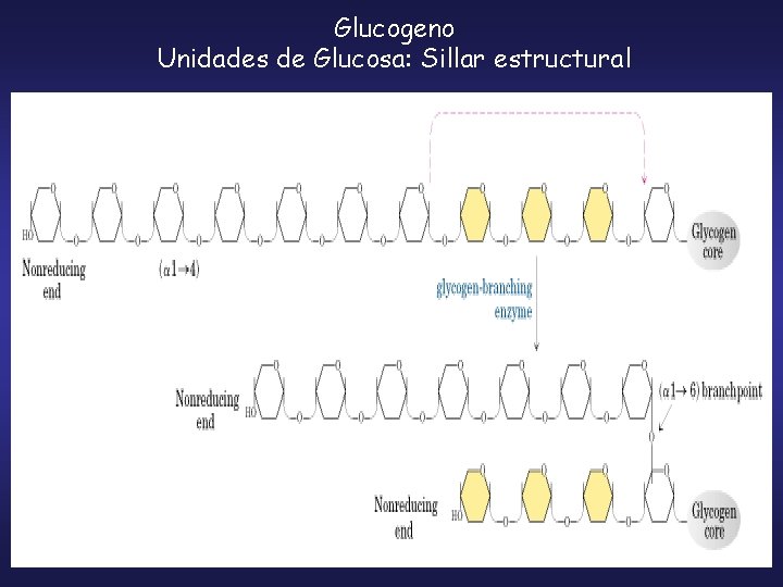 Glucogeno Unidades de Glucosa: Sillar estructural 