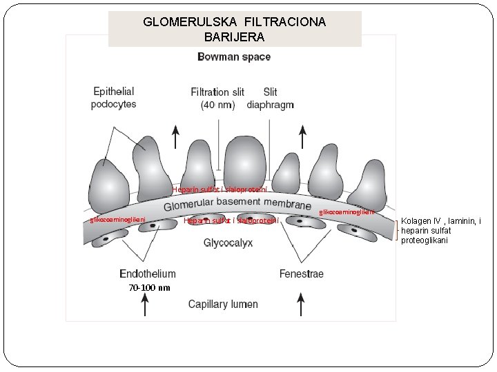 GLOMERULSKA FILTRACIONA BARIJERA Heparin sulfat i sialoproteini glikozoaminoglikani 70 -100 nm Heparin sulfat i