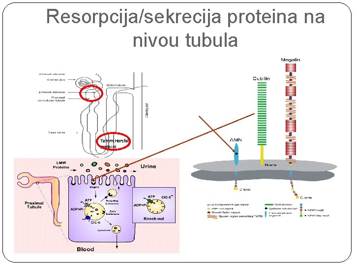 Resorpcija/sekrecija proteina na nivou tubula Tamm-Horsfall proteini 