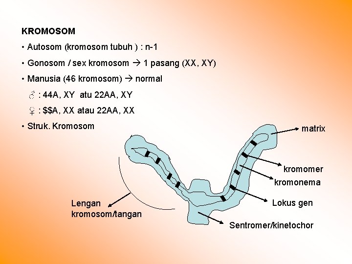 KROMOSOM • Autosom (kromosom tubuh ) : n-1 • Gonosom / sex kromosom 1
