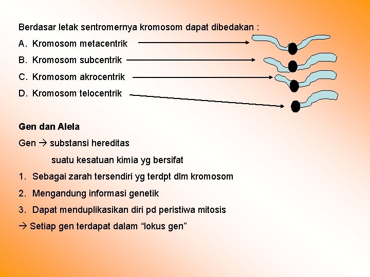 Berdasar letak sentromernya kromosom dapat dibedakan : A. Kromosom metacentrik B. Kromosom subcentrik C.