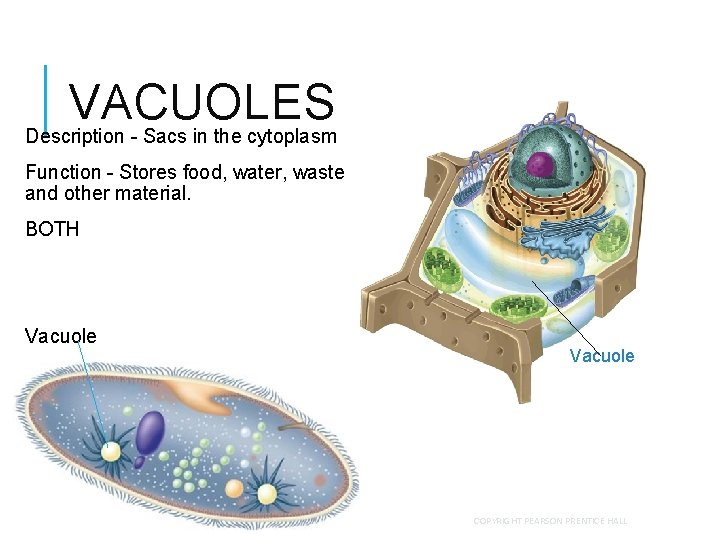 VACUOLES Description - Sacs in the cytoplasm Function - Stores food, water, wastes and VACUOLES Description - Sacs in the cytoplasm Function - Stores food, water, wastes and