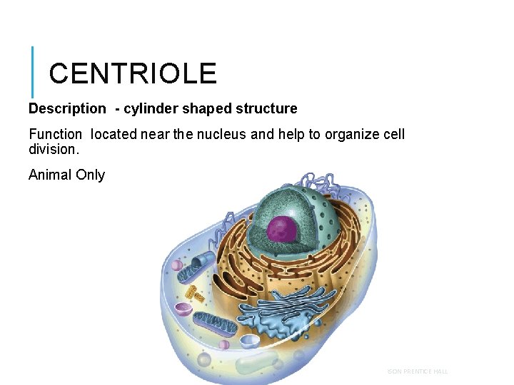 CENTRIOLE Description - cylinder shaped structure Function located near the nucleus and help to CENTRIOLE Description - cylinder shaped structure Function located near the nucleus and help to
