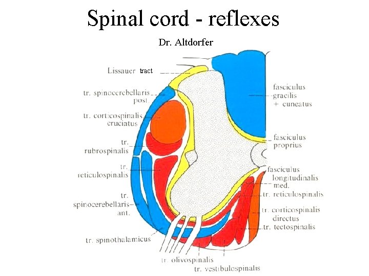 Spinal cord - reflexes Dr. Altdorfer tract 