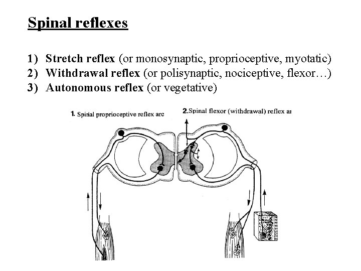 Spinal reflexes 1) Stretch reflex (or monosynaptic, proprioceptive, myotatic) 2) Withdrawal reflex (or polisynaptic,