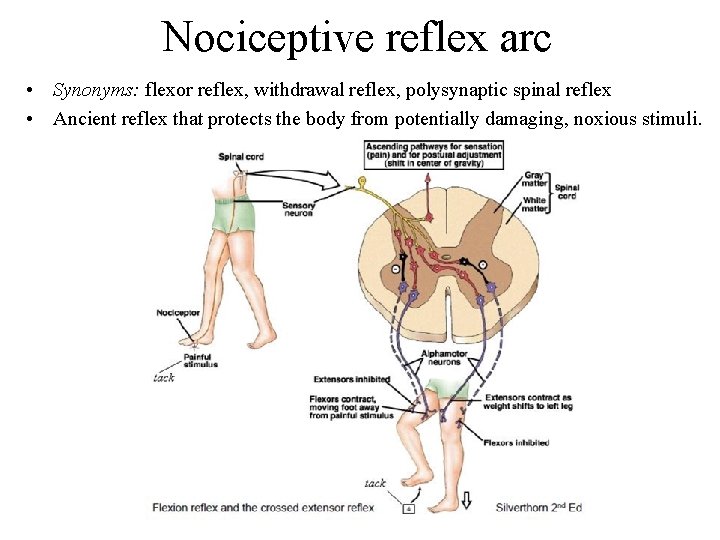 Nociceptive reflex arc • Synonyms: flexor reflex, withdrawal reflex, polysynaptic spinal reflex • Ancient