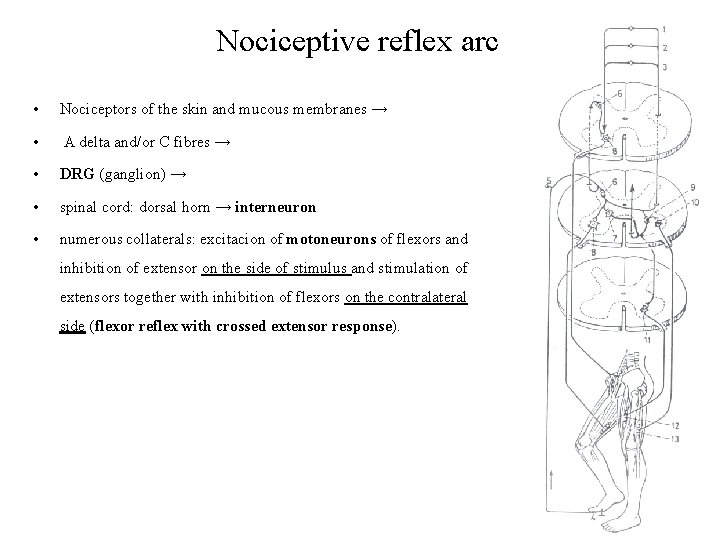 Nociceptive reflex arc • Nociceptors of the skin and mucous membranes → • A