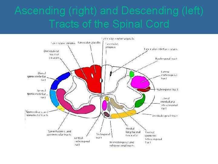 Ascending (right) and Descending (left) Tracts of the Spinal Cord 