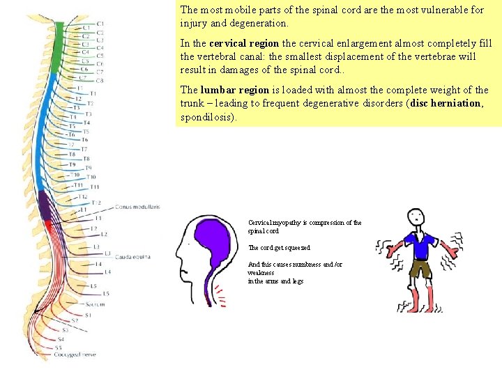 The most mobile parts of the spinal cord are the most vulnerable for injury