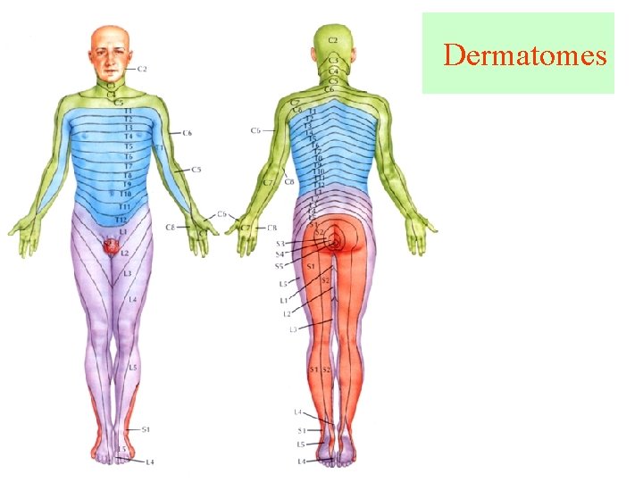 Dermatomes 