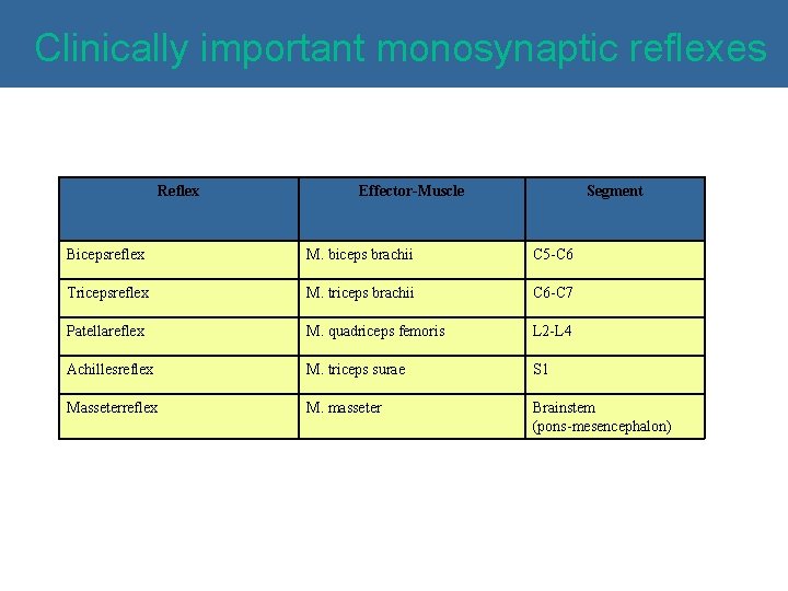 Clinically important monosynaptic reflexes Reflex Effector-Muscle Segment Bicepsreflex M. biceps brachii C 5 -C