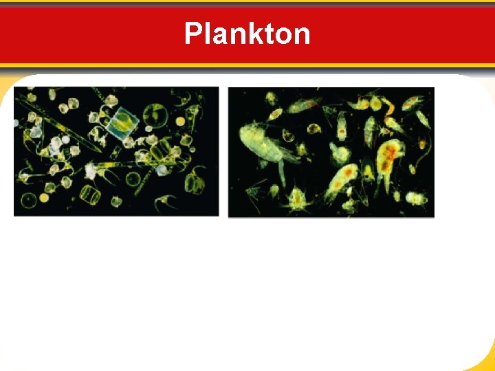 Plankton 
