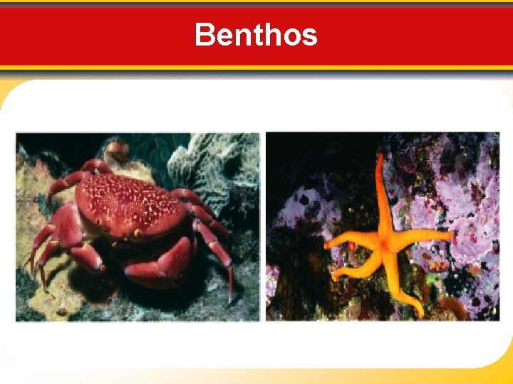 Benthos 