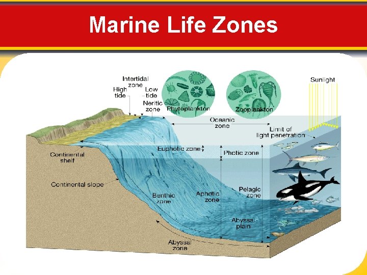 Marine Life Zones 