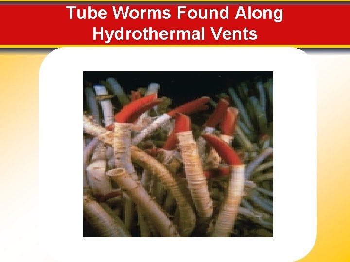 Tube Worms Found Along Hydrothermal Vents 