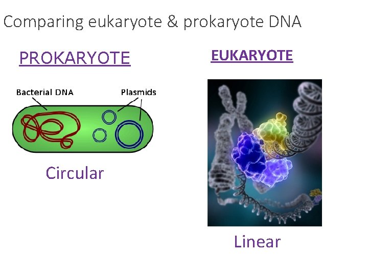 Comparing eukaryote & prokaryote DNA PROKARYOTE EUKARYOTE Circular Linear 